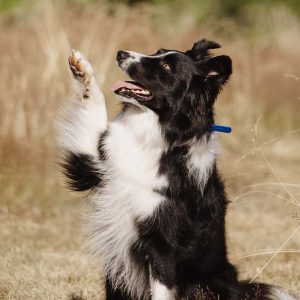 dog-training2