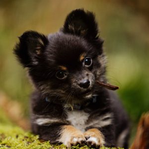 puppy-basics-main puppy-basics-main