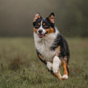 training-packages